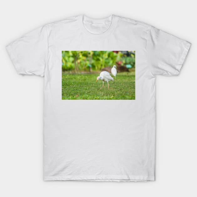 Cattle Egret 2 + 2 T-Shirt by KensLensDesigns